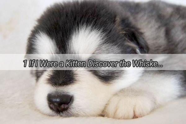 1 If I Were a Kitten Discover the Whiskers and Paws of a Felines Life